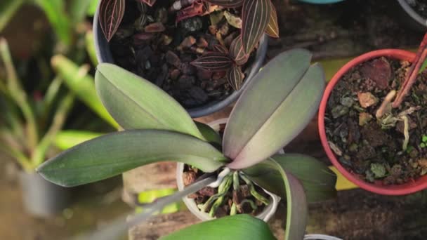 Bloemen Vazen Potten Van Groene Planten Tafel Camera Pan — Stockvideo