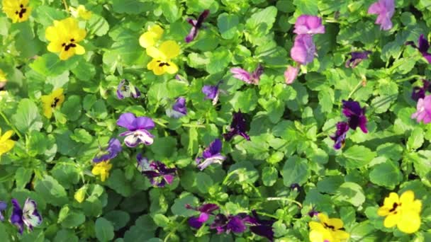 Fleurs Blanches Jaunes Plantes Vertes Lumière Soleil Macro Caméra Top — Video