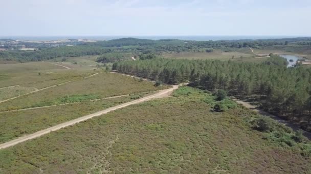 Letím Nad Vřesovištěm Woodbury Common Devon Velká Británie — Stock video