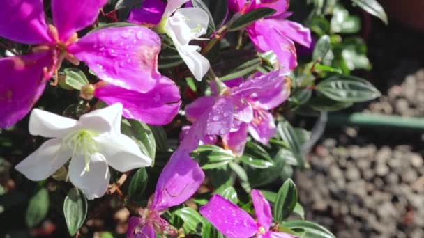 Beyaz Leylak Çiçekleri Yeşil Bitkiler Güneş Işığı Makro Kamera Pan — Stok video