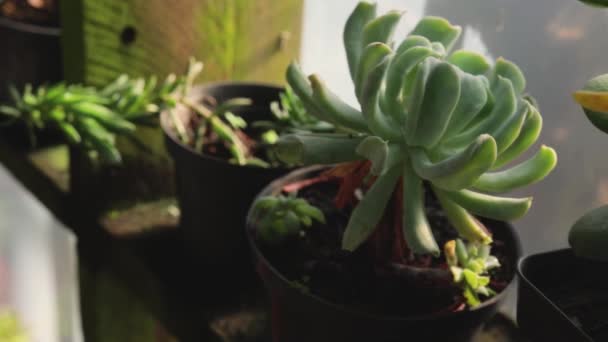 Flores Jarrones Macetas Pequeñas Plantas Verdes Luz Blanca Del Sol — Vídeos de Stock