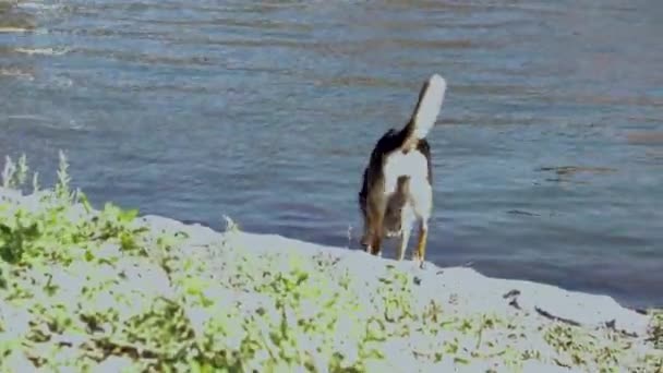 在河边疯疯癫癫的可爱的狗 玩耍着 照顾着自己 — 图库视频影像