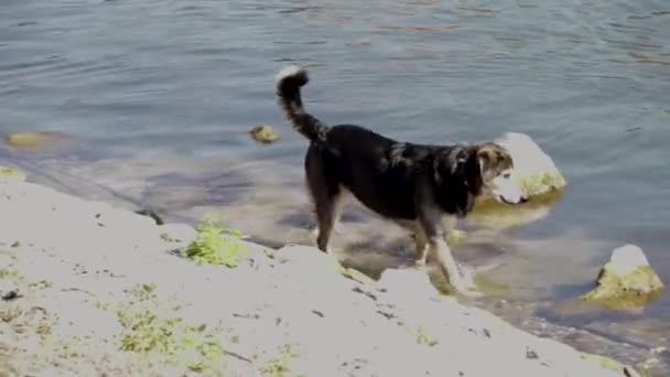 Super Söt Korsning Ras Hund Vid Floden Sidan Leka Runt — Stockvideo