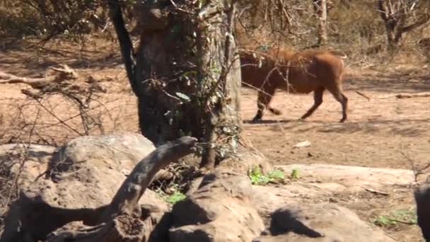 Ein Warzenschwein Auf Dem Weg Zum Wasserloch Afrika — Stockvideo