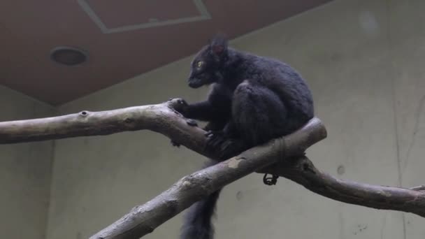 Petit Singe Dans Zoo — Video