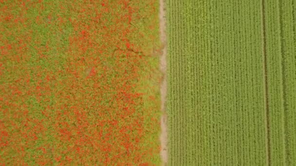 Madarak Szeme Fölött Kilátás Nyílik Poppy Field Határos Rendszeres Mezőgazdasági — Stock videók