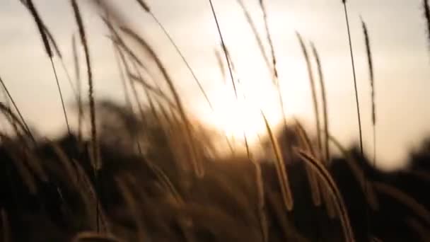 Lange Grasbochten Wind Als Zon Ondergaat Het Veld — Stockvideo