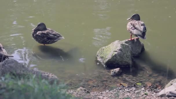 Estanque Patos Libres — Vídeos de Stock