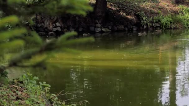 Краєвид Ставка Парку — стокове відео