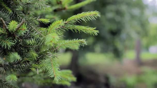 Conífera Verde Con Bonitas Agujas — Vídeos de Stock