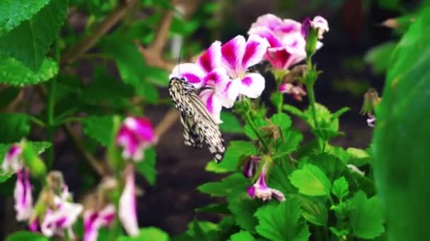 Mariposa Sentada Magenta White Flower Tratando Volar — Vídeo de stock