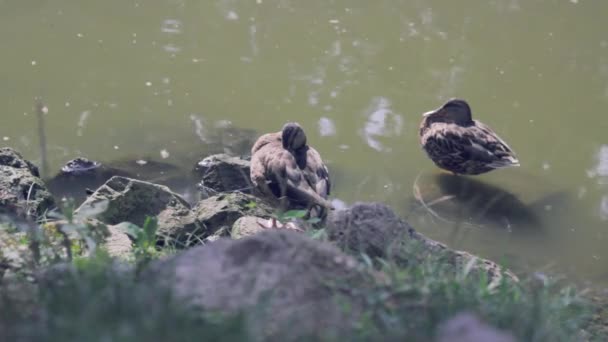 Güneşli Günde Gölet Ördekler — Stok video