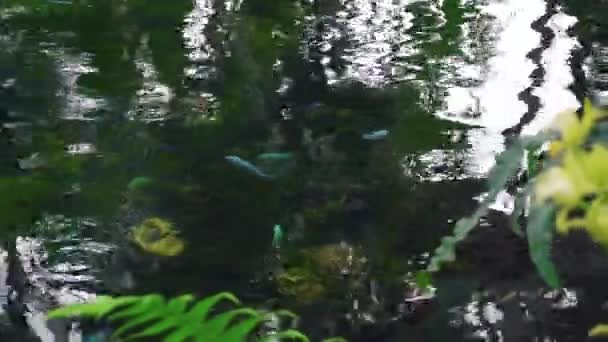 Malé Barevné Ryby Plavání Vodě Malými Kameny — Stock video