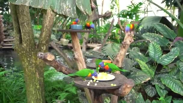 Πολύχρωμοι Παπαγάλοι Που Τρώνε Φαγητό Από Πιάτο Τροπικό Παράδεισο — Αρχείο Βίντεο
