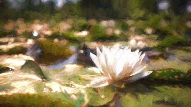 Impressionistic Transition Out Blooming Water Lily Camera Booms Pitches — Stock Video