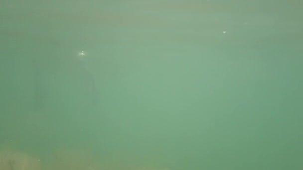 Labutě Plavající Řece — Stock video