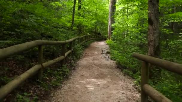 Wandelen Een Wandelpad Een Groen Bos Met Houten Leuning Tussen — Stockvideo