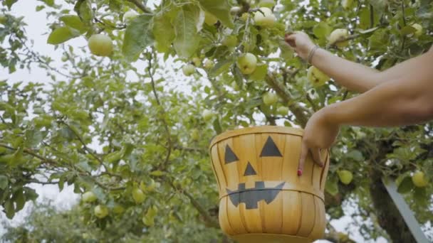 Colheita Maçãs Cesta Halloween — Vídeo de Stock