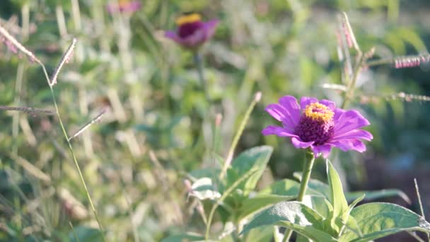 Lever Soleil Lumineux Sur Végétation Avec Des Fleurs — Video