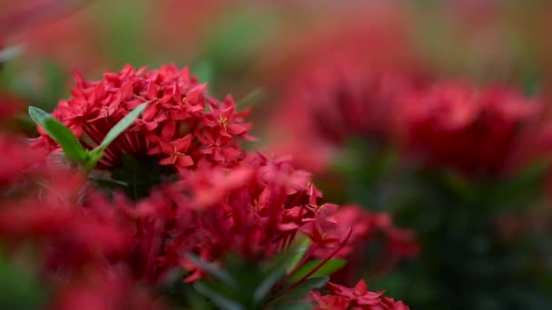 Czerwony Kolec Kwiat Bukiet — Wideo stockowe