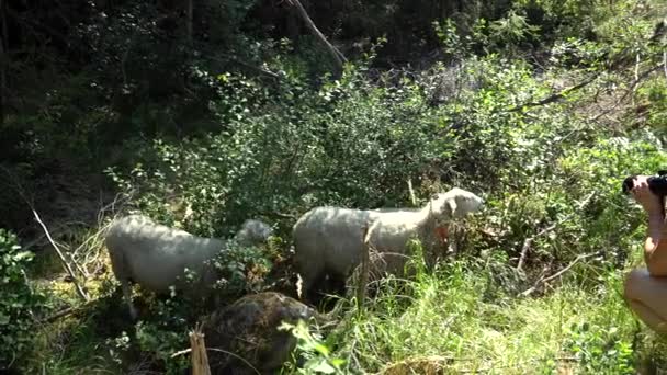 Ragazze Sta Facendo Foto Pecore Selvatiche Nella Foresta Chiedi Norvegia — Video Stock