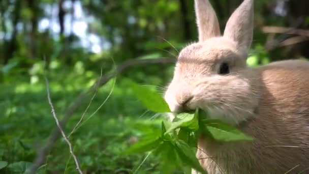 森の中で新鮮な植生を食べるレックスウサギのクローズアップショット このレックスウサギは一口で全体の雑草を消費します ウサギの耳は戻ってリラックスしています 夏のセッティング — ストック動画