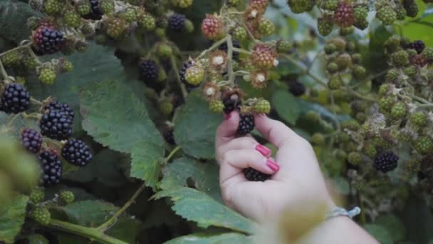 ブッシュからブラックベリーを収穫する — ストック動画