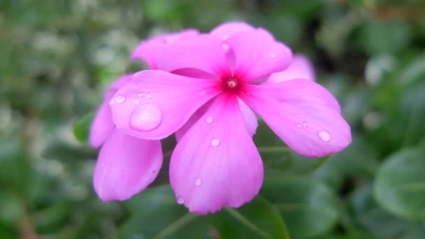 ピンクのスイカズラの花は 優雅さと優雅さの概念だけでなく 甘さと詩的なロマンスを持っています 花は花弁に水滴を集め 周囲の雰囲気を作り出します — ストック動画
