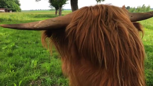 Highland Sığırlarının Videosu — Stok video