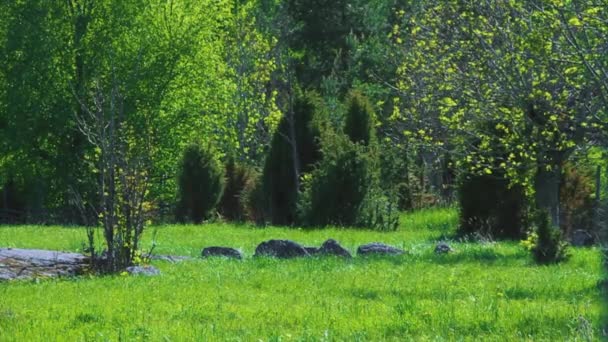 Όμορφη Σουηδική Εξοχή Πράσινο Γρασίδι Και Δέντρα — Αρχείο Βίντεο