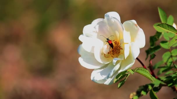 Bug Czarny Pomarańczowy Białej Róży Szwecji — Wideo stockowe