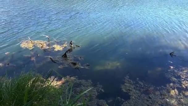 Algas Agua Del Lago Alemania Europa — Vídeos de Stock