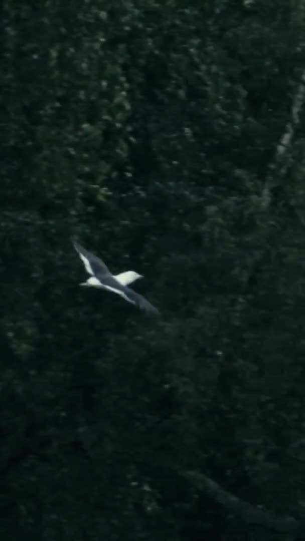 Racek Letí Zalesněným Parkem Stockholmu Svisle — Stock video
