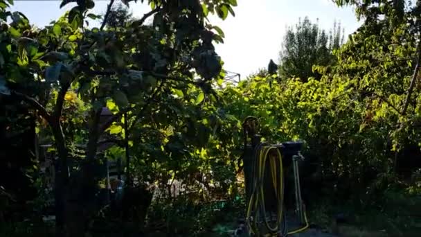 Sol Brillando Través Árboles Frutales Jardín Alemán Europa — Vídeo de stock