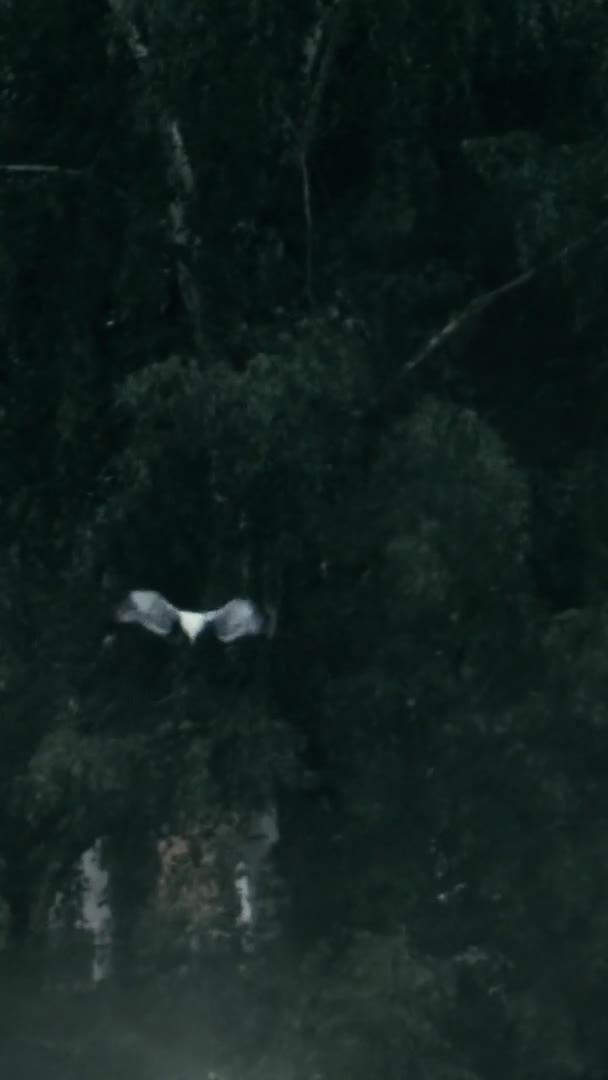 公園を飛んで光の柱の上に着陸するカモメ — ストック動画