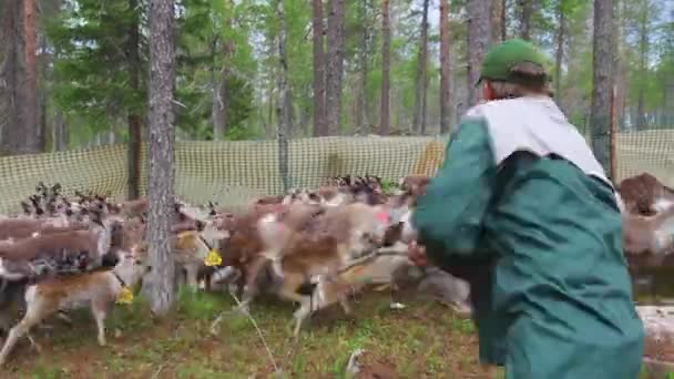 Laps Sami Catch Uar Mark Young Reindeer Forest Summer North — Stock video