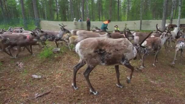 Lappen Sami Zorgen Voor Hun Kudde Noordse Rendieren Het Bos — Stockvideo