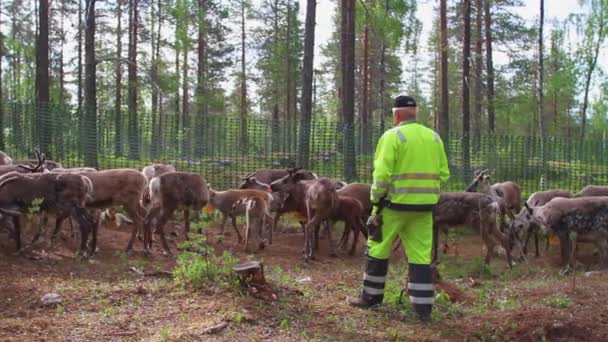 Laps Sami Tend Flock Nordic Reindeer Forest Summer 스웨덴 — 비디오