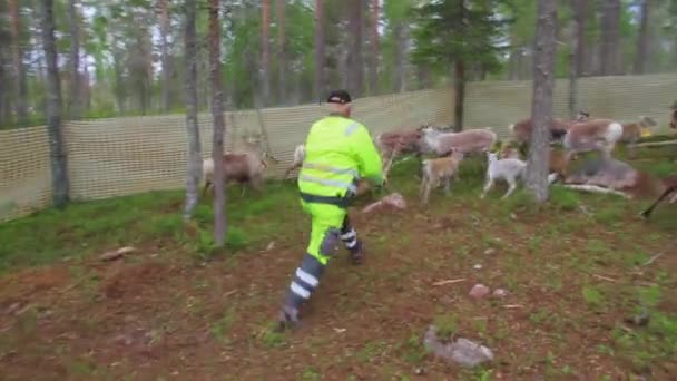 Laps Sami Catch Ear Mark Young Reindeer Forest Summer North — Stock Video