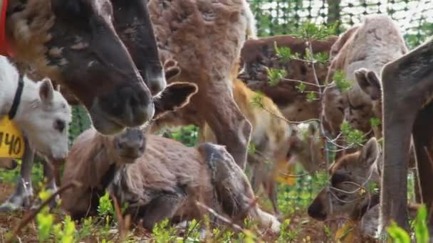 Rebanho Belas Renas Nórdicas Floresta Durante Verão Norte Suécia — Vídeo de Stock