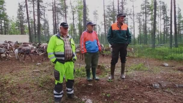 夏の森の中で北欧のトナカイの群れにラップとサミが傾向があります スウェーデン北部 — ストック動画