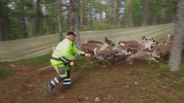 Laps Och Samisk Fångst Och Öronmärke Unga Renar Skogen Sommaren — Stockvideo