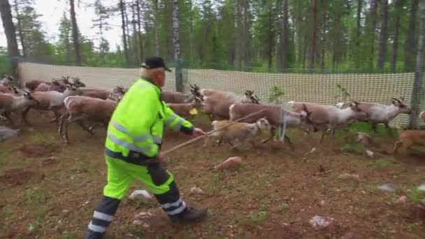 夏の森でのラップとサミキャッチと耳マークの若いトナカイ スウェーデン北部 — ストック動画