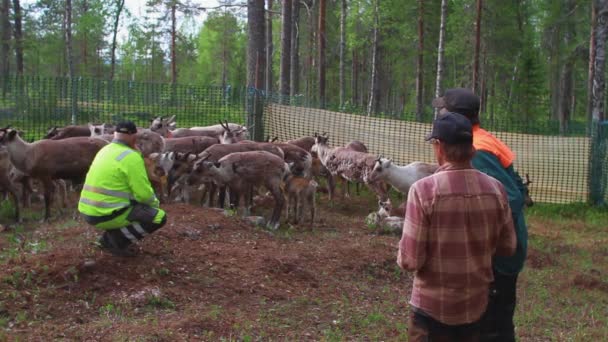 Laps Sami Tendem Seu Rebanho Renas Nórdicas Floresta Durante Verão — Vídeo de Stock