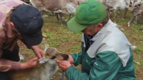 Laps Und Sami Fangen Und Ohrenbetäubende Junge Rentiere Sommer Wald — Stockvideo