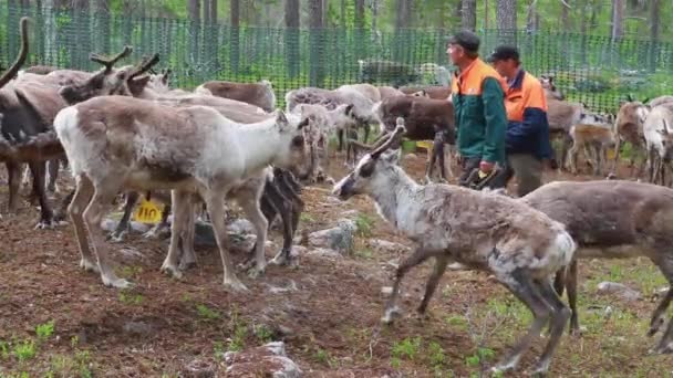 Laps Sami Tend Flock Nordic Reindeer Forest Summer Dalam Bahasa — Stok Video