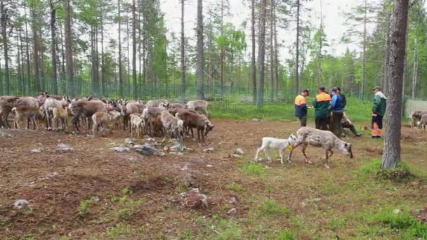 Laps Sami Tendem Seu Rebanho Renas Nórdicas Floresta Durante Verão — Vídeo de Stock