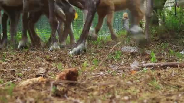 Flock Beautiful Nordic Reindeer Forest Tijdens Zomer Ten Noorden Van — Stockvideo