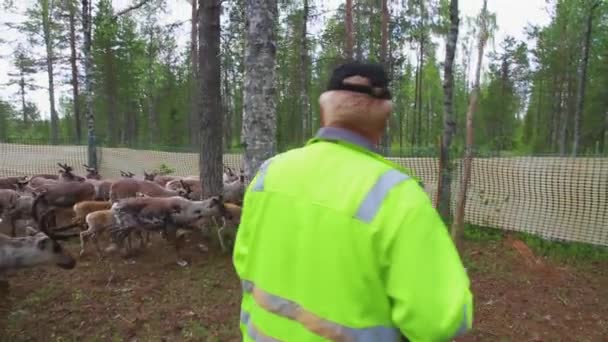 Laps Sami Catch Uar Mark Young Reindeer Forest Summer North — Stock video