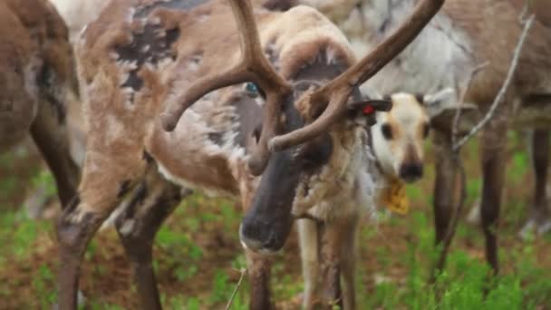 Manada Hermosos Renos Nórdicos Bosque Durante Verano Norte Suecia — Vídeos de Stock